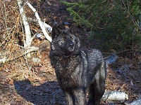 Arctic Wolf 054